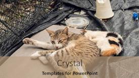  Presentation with garbage - Cool new PPT theme with stray-cat-family-sleep-near backdrop and a coral colored foreground