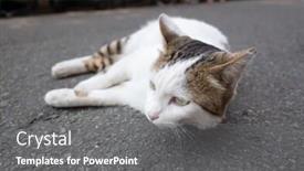  Presentation with role play - Amazing PPT theme having stray cat play on the ground at street backdrop and a gray colored foreground