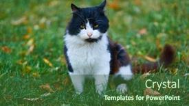  Presentation with walking cat - PPT theme featuring stray-cat-sitting-and-walking background and a tawny brown colored foreground