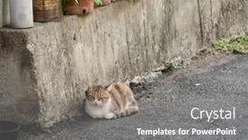  Presentation with stand - Slide set consisting of stray-cat-stand-and-look background and a gray colored foreground