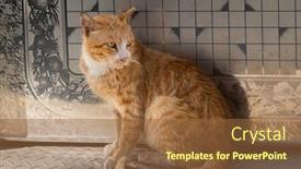  Presentation with street - Audience pleasing theme consisting of stray-cat-was-sick backdrop and a tawny brown colored foreground