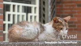  Presentation with cat - PPT theme featuring stray-cat-was-sick background and a gray colored foreground