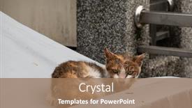  Presentation with cat - Beautiful presentation theme featuring stray-cat-was-sick backdrop and a coral colored foreground