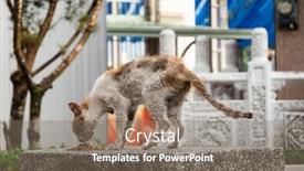  Presentation with cat - Cool new slides with stray-cat-was-sick backdrop and a gray colored foreground