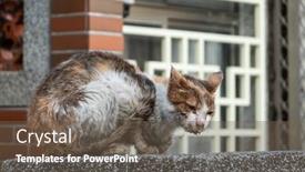  Presentation with cat - Presentation featuring stray-cat-was-sick background and a tawny brown colored foreground