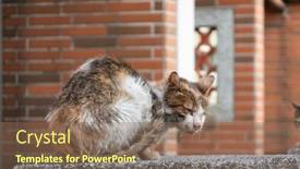  Presentation with street - Presentation design having stray-cat-was-sick background and a violet colored foreground