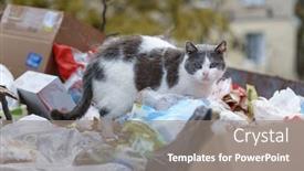  Presentation with cats - Audience pleasing slide set consisting of stray-cats-search-for-food backdrop and a gray colored foreground