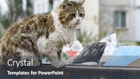  Presentation with cats - Beautiful slide set featuring stray-cats-search-for-food backdrop and a dark gray colored foreground