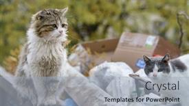  Presentation with cats - Presentation design having stray-cats-search-for-food background and a light blue colored foreground