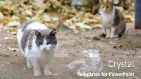  Presentation with cats - Presentation design having stray-cats-search-for-food background and a gray colored foreground