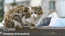  Presentation with cats - Slide set having stray-cats-search-for-food background and a tawny brown colored foreground