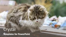 Presentation with cats - Amazing theme having stray-cats-search-for-food backdrop and a gray colored foreground