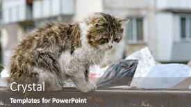  Presentation with cats - Theme consisting of stray-cats-search-for-food background and a gray colored foreground
