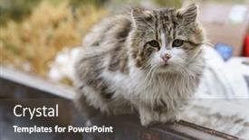  Presentation with cats - Slide deck featuring stray-cats-search-for-food background and a dark gray colored foreground