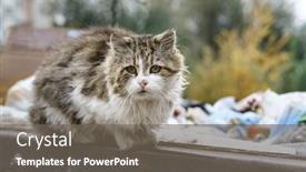  Presentation with cats - PPT layouts featuring stray-cats-search-for-food background and a gray colored foreground