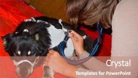  Presentation with sick dog - Audience pleasing PPT layouts consisting of veterinarian inspects a sick stray dog at the shelter backdrop and a coral colored foreground