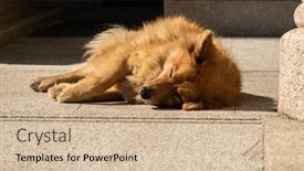  Presentation with city - PPT theme with stray-dog-lying background and a soft green colored foreground