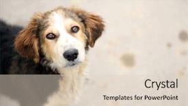  Presentation with outdoors - PPT theme with stray dog outdoors background and a lemonade colored foreground