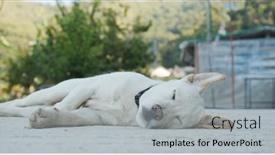  Presentation with sleep - Presentation featuring stray-dog-sleep background and a light gray colored foreground