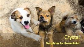  Presentation with dogs - Cool new slides with stray dogs in the shelter backdrop and a tawny brown colored foreground