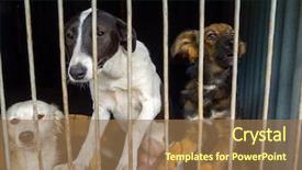  Presentation with dogs - Amazing PPT theme having stray dogs in the shelter backdrop and a coral colored foreground