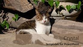  Presentation with fat - Presentation theme consisting of stray-fat-cat-sleep background and a coral colored foreground