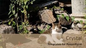  Presentation with fat - Theme featuring stray-fat-cat-sleep background and a  colored foreground