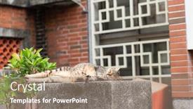  Presentation with fat - Beautiful PPT theme featuring stray fat tabby cat sit on a pillar in the outside backdrop and a coral colored foreground