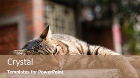  Presentation with fat - Slide set with stray fat tabby cat sit on a pillar in the outside background and a coral colored foreground