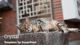  Presentation with fat - Presentation theme featuring stray-fat-tabby-cat-sit background and a gray colored foreground