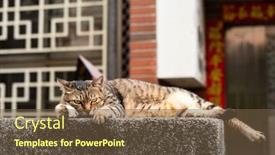  Presentation with fat - Beautiful slides featuring stray-fat-tabby-cat-sit backdrop and a tawny brown colored foreground
