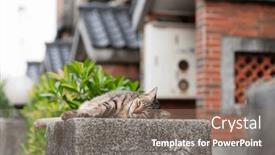  Presentation with fat - Slides featuring stray-fat-tabby-cat-sit background and a gray colored foreground