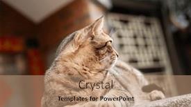  Presentation with fat - Presentation consisting of stray-fat-tabby-cat-sit background and a coral colored foreground