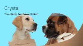  Presentation with adoption - Colorful PPT layouts enhanced with stray-labrador-retriever-wearing-adoption backdrop and a arctic colored foreground