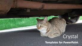  Presentation with hide - Cool new PPT layouts with stray tabby cat hide under a car at street backdrop and a gray colored foreground