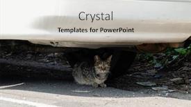  Presentation with hide - Slide set featuring stray-tabby-cat-hide-under background and a light gray colored foreground