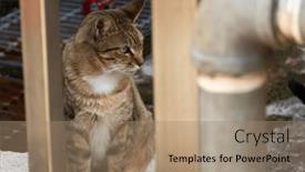  Presentation with look - Presentation consisting of stray-tabby-cat-look background and a coral colored foreground