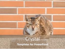 Stray Tabby Cat PPT template 55 | CrystalGraphics