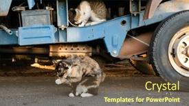  Presentation with street food - Presentation theme featuring stray-tortoiseshell-cat-eat-food background and a tawny brown colored foreground