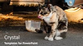  Presentation with street food - Presentation theme consisting of stray-tortoiseshell-cat-eat-food background and a dark gray colored foreground