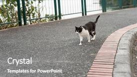 Presentation with theater black and white - Presentation design with strays - black and white stray cat background and a gray colored foreground