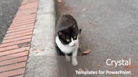  Presentation with white and black figures climbing ladders - Colorful presentation theme enhanced with strays - black and white stray cat backdrop and a gray colored foreground