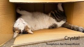  Presentation with fat - Amazing slide set having strays - fat stray cat play backdrop and a coral colored foreground