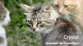  Presentation with cats - Audience pleasing PPT layouts consisting of strays - group of stray cats backdrop and a gray colored foreground