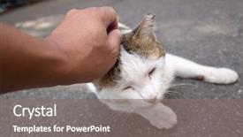  Presentation with cat dog people - Audience pleasing slide deck consisting of strays - people touch a stray cat's backdrop and a gray colored foreground