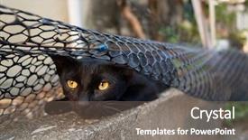  Presentation with hide - Slide deck enhanced with strays - playful stray black cat hide background and a gray colored foreground