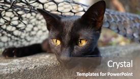  Presentation with hide - Amazing PPT theme having strays - playful stray black cat hide backdrop and a gray colored foreground