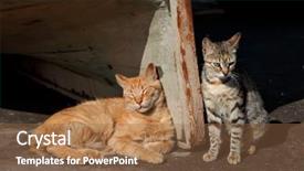  Presentation with cats - Presentation theme featuring strays - stray cats background and a tawny brown colored foreground