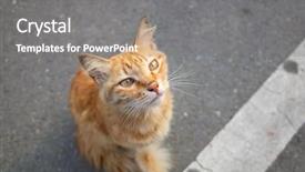  Presentation with team group yellow - Slide set consisting of strays - stray ginger yellow cat sit background and a gray colored foreground