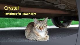  Presentation with hide - Beautiful slide set featuring strays - stray tabby cat hide backdrop and a wine colored foreground